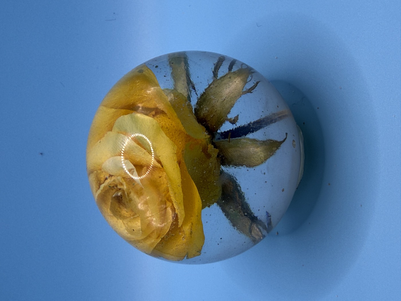 A whole yellow rose, petals and leaves still full-shaped, set inside a clear resin sphere